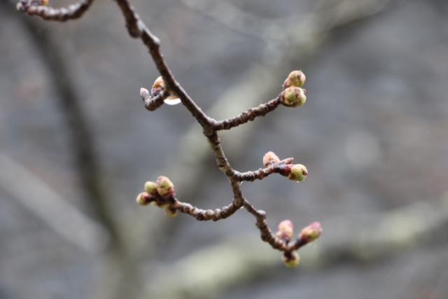 平成31年3月30日桜の開花状況(城山)