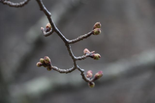 平成31年3月31日桜の開花状況(城山)
