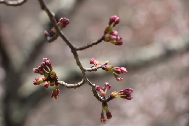 平成31年4月9日の桜の開花状況(城山)