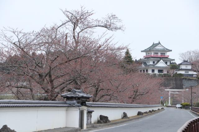 平成31年4月10日の桜の開花状況(回廊)