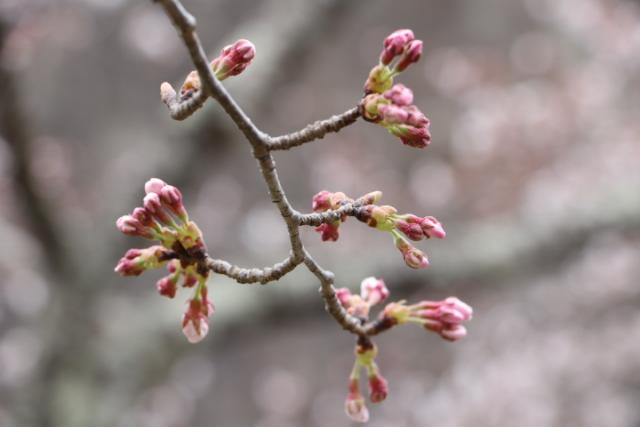 平成31年4月10日の桜の開花状況(城山)