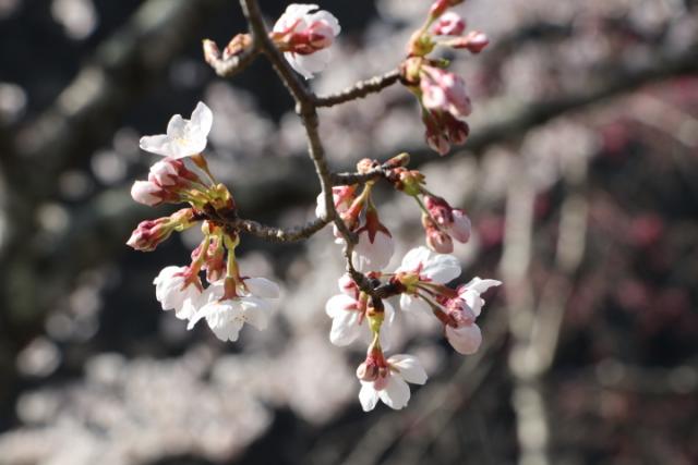 平成31年4月13日の桜の開花状況(城山)