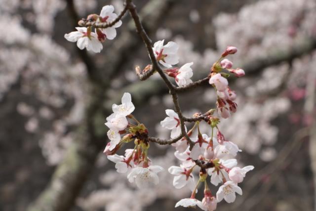 平成31年4月14日の桜の開花状況(城山)