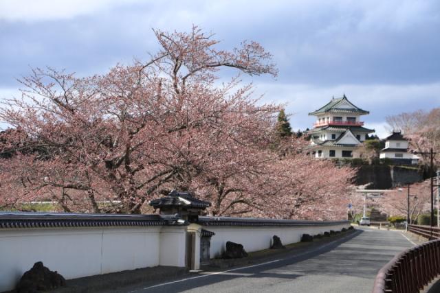 平成31年4月15日の桜の開花状況(回廊)