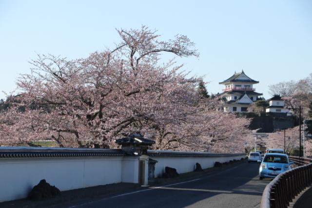 平成31年4月16日の桜の開花状況