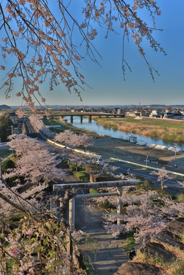 平成31年4月20日の桜の開花状況(城山)