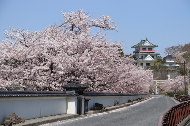 平成31年4月22日の桜の開花状況