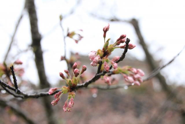 4月5日の桜の開花状況