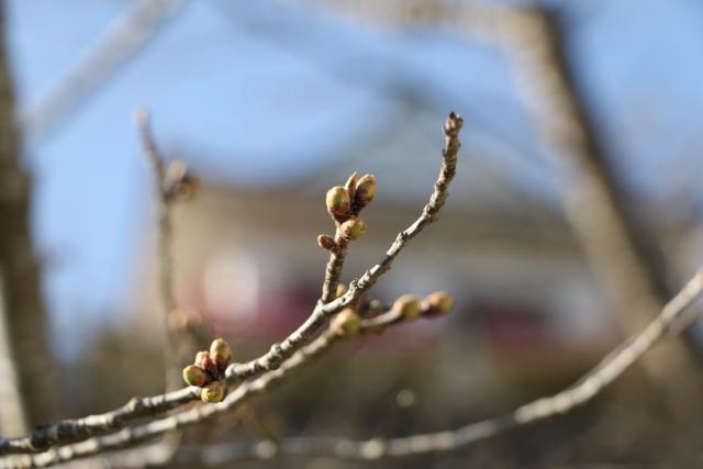 3月24日桜の開花状況