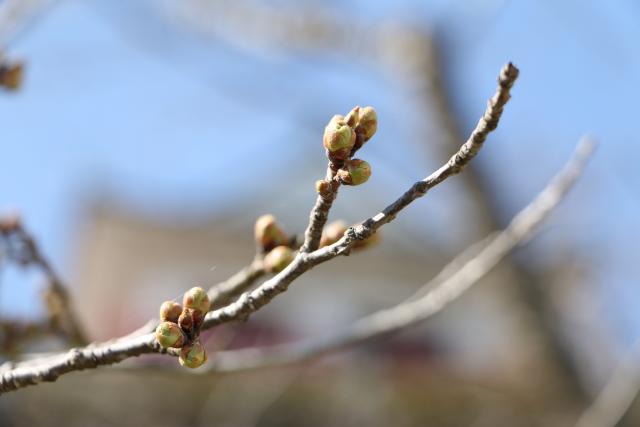 3月27日の桜の開花状況