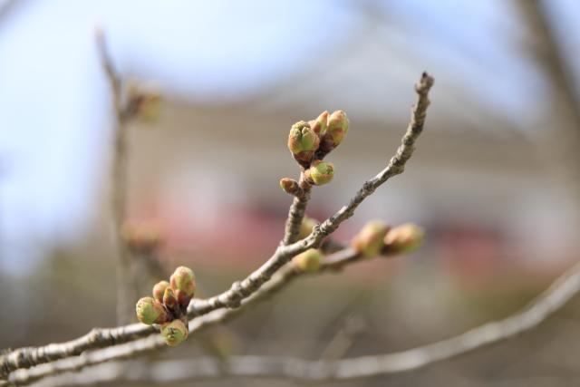 桜の開花状況3月28日