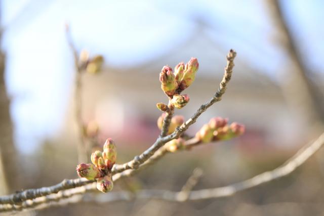 3月30日の桜の開花状況