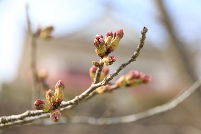 3月31日の桜の開花状況