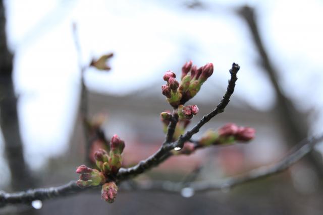 4月1日の桜の開花状況