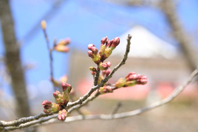 4月2日の桜の開花状況