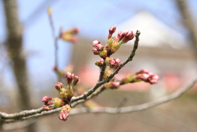 4月3日の桜の開花状況