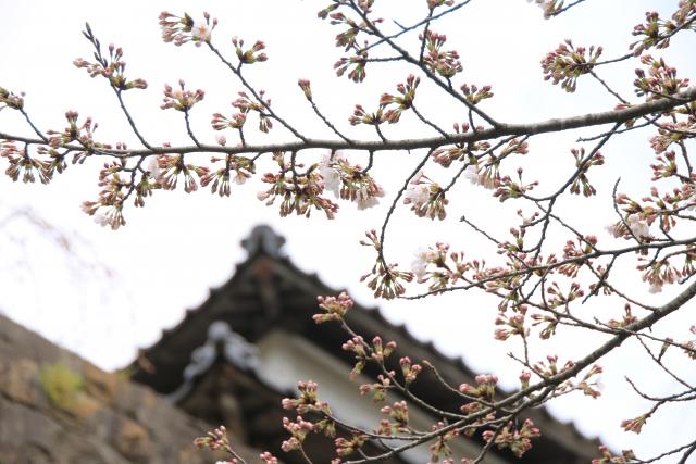 平成27年の桜の開花宣言1