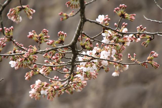 平成27年の桜の開花宣言2