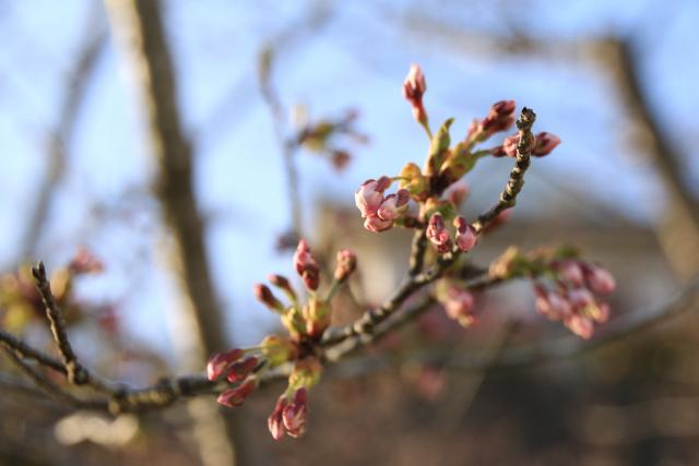 4月4日の桜の開花状況