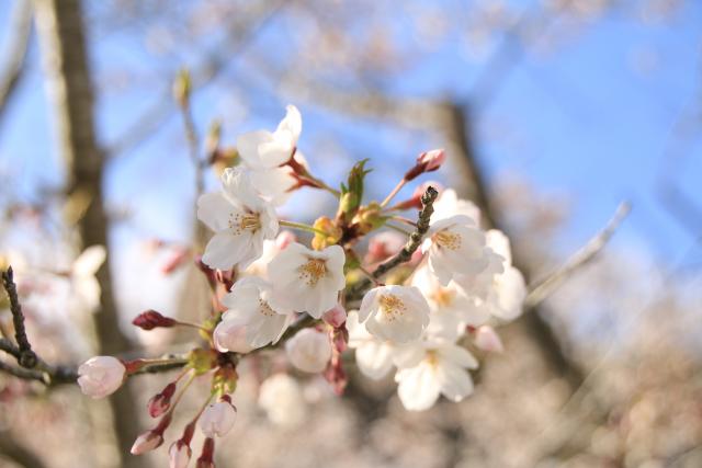 4月9日の桜の開花状況