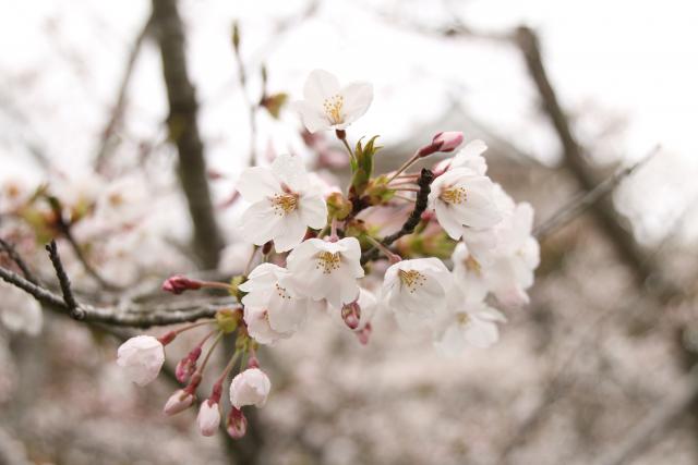 4月10日の桜の開花状況