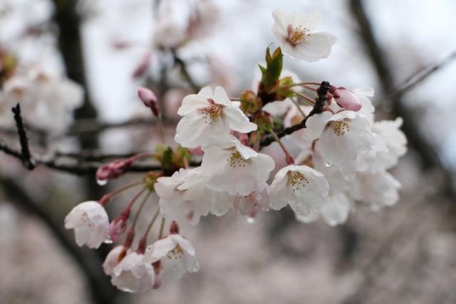 4月11日の桜の開花状況