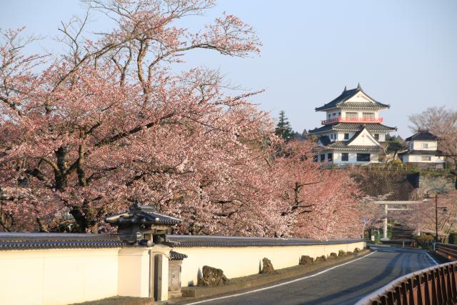 4月12日の桜並木の開花状況