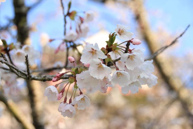 4月12日の桜の開花状況