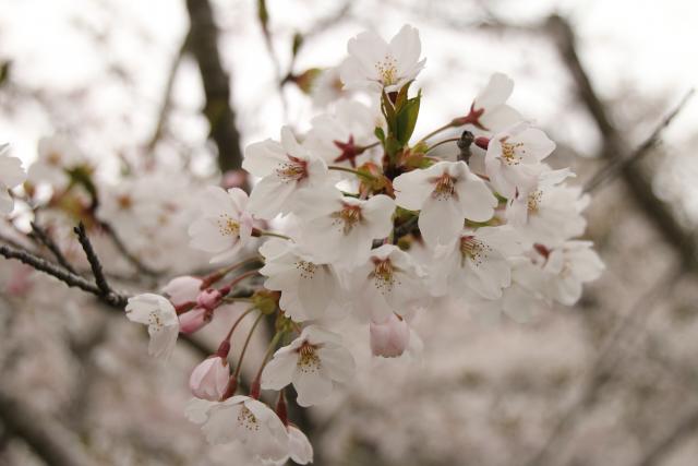 4月13日の桜の開花状況