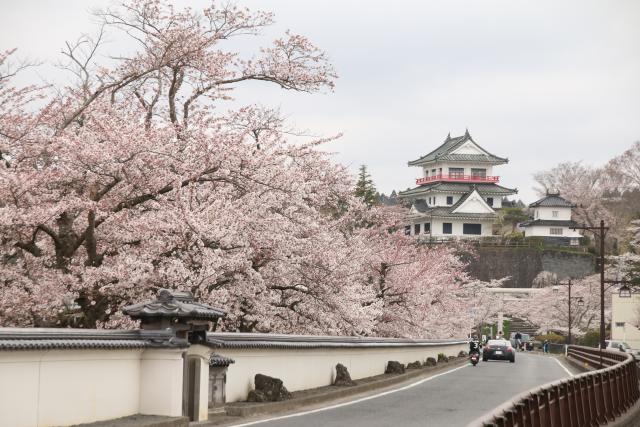 4月13日の桜並木の開花状況