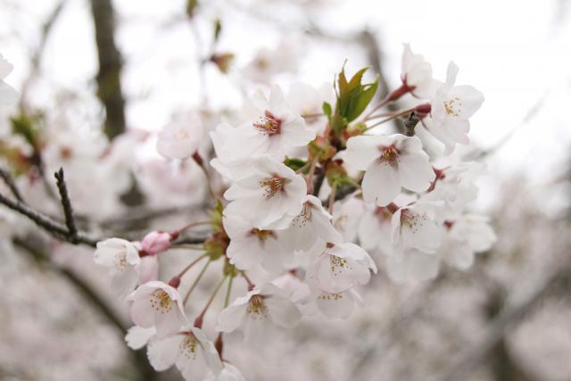 4月14日の桜の開花状況