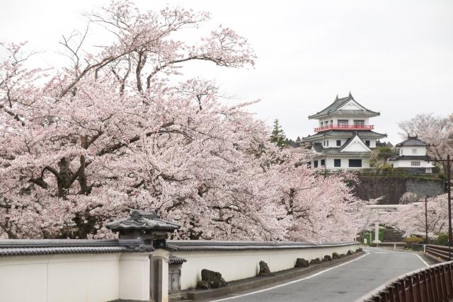 4月14日の桜並木の開花状況