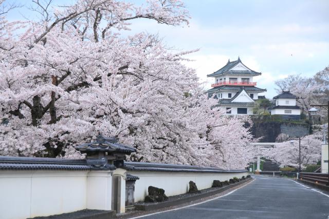 4月16日の桜並木の開花状況