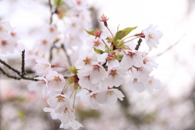 4月16日の桜の開花状況