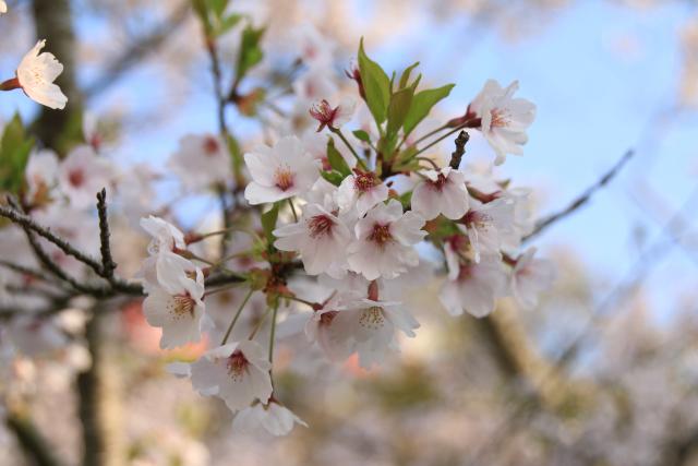 4月17日の桜の開花状況