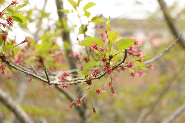 4月21日の桜の開花状況