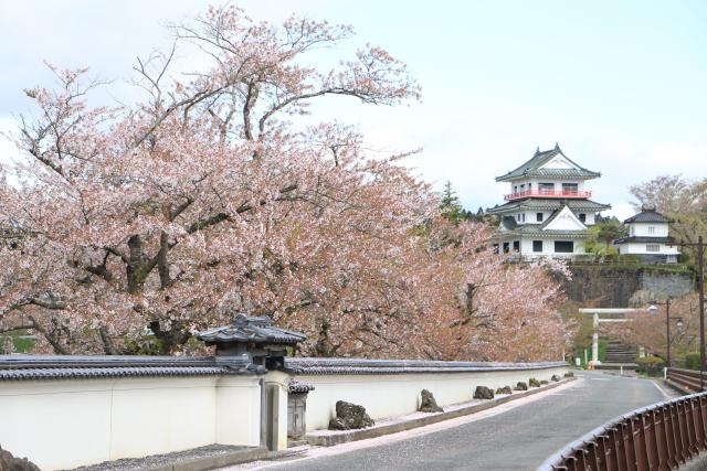 4月21日の桜並木の開花状況
