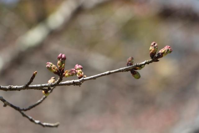 城山公園の桜の開花状況(3月29日)