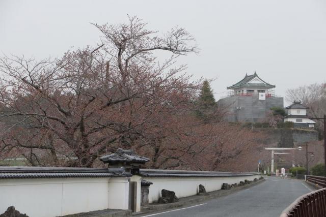 令和3年3月30日の大橋からの桜の開花状況