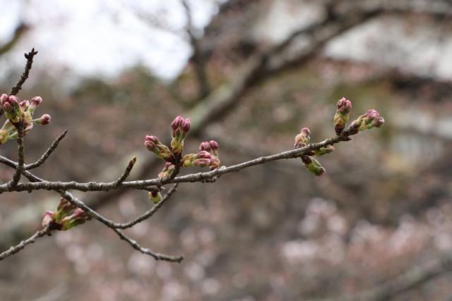 令和3年3月30日の城山の桜の開花状況