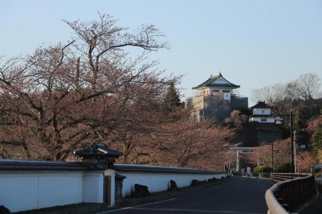 3月31日の涌谷大橋からの桜の開花状況