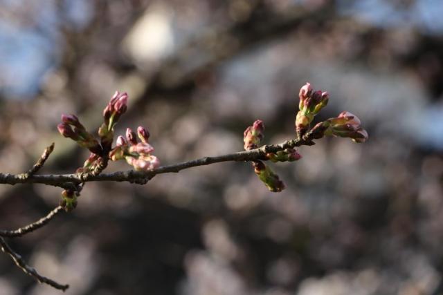 3月31日の城山公園の桜の開花状況