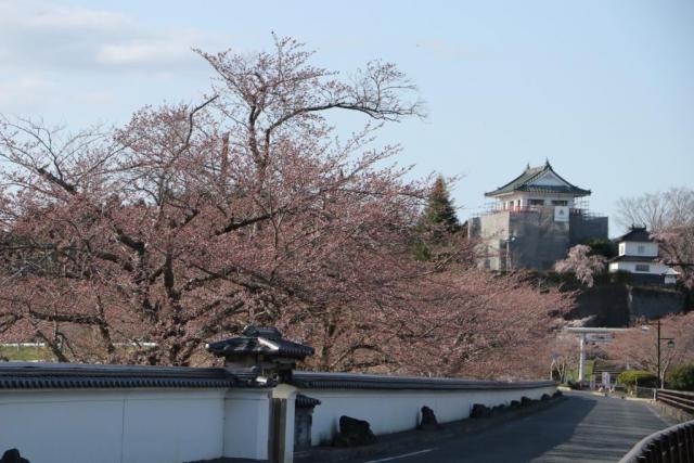 4月1日の大橋からの桜の開花状況