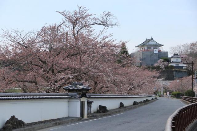 4月2日の大橋からの桜の開花状況