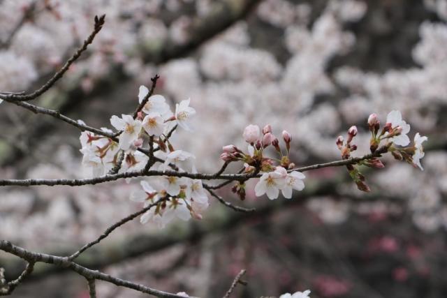 4月2日の城山公園の桜の開花状況