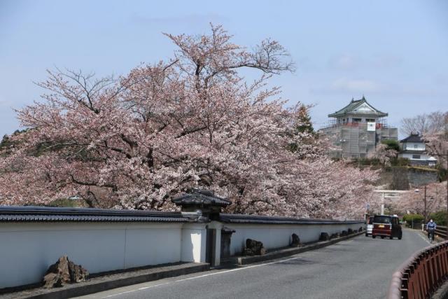 4月3日の大橋からの桜の開花状況
