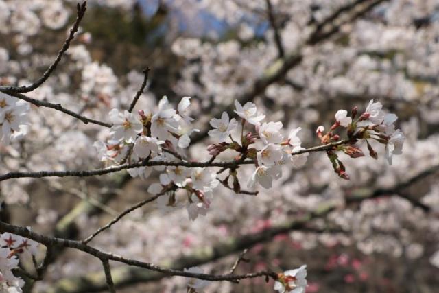 4月3日の城山公園の桜の開花状況
