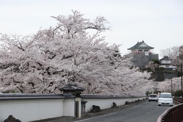 令和3年4月6日の桜の開花状況