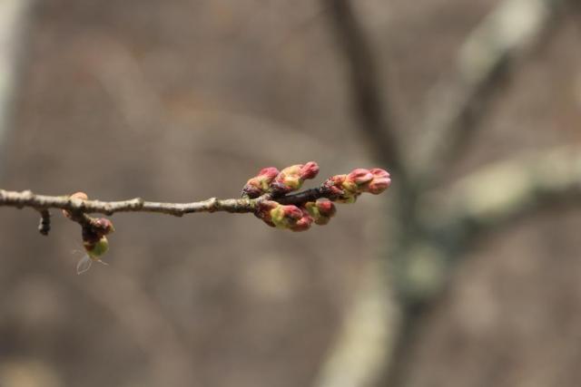 城山公園の桜の開花状況R20326