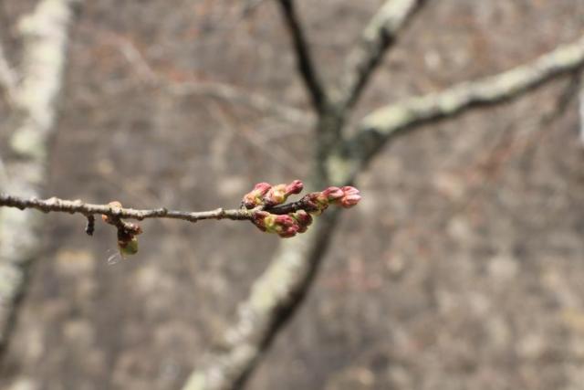 城山公園の桜の開花状況R20327